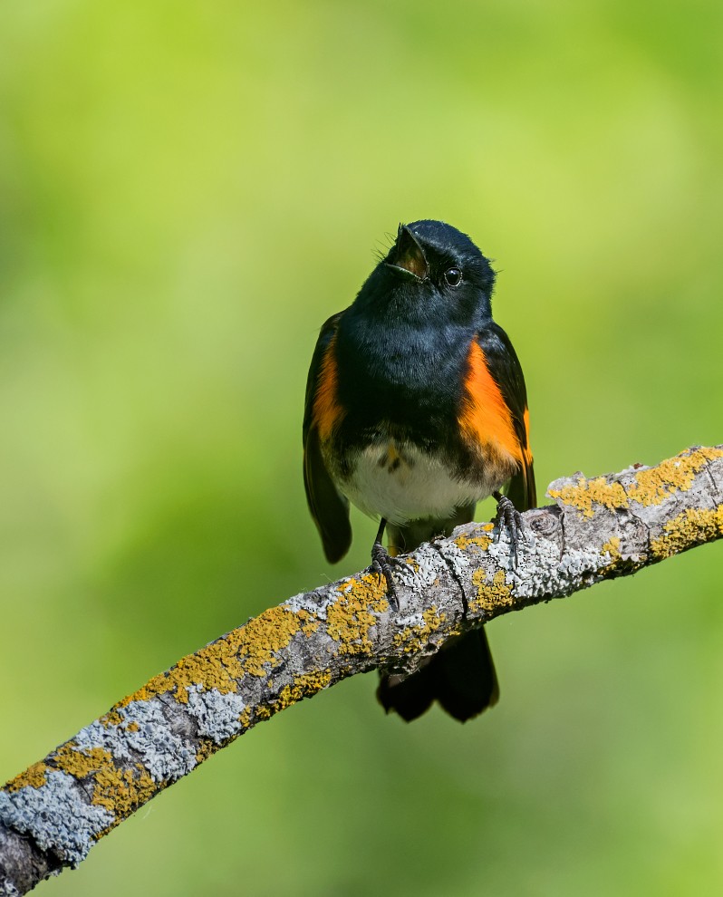 American Redstart - ML620201455