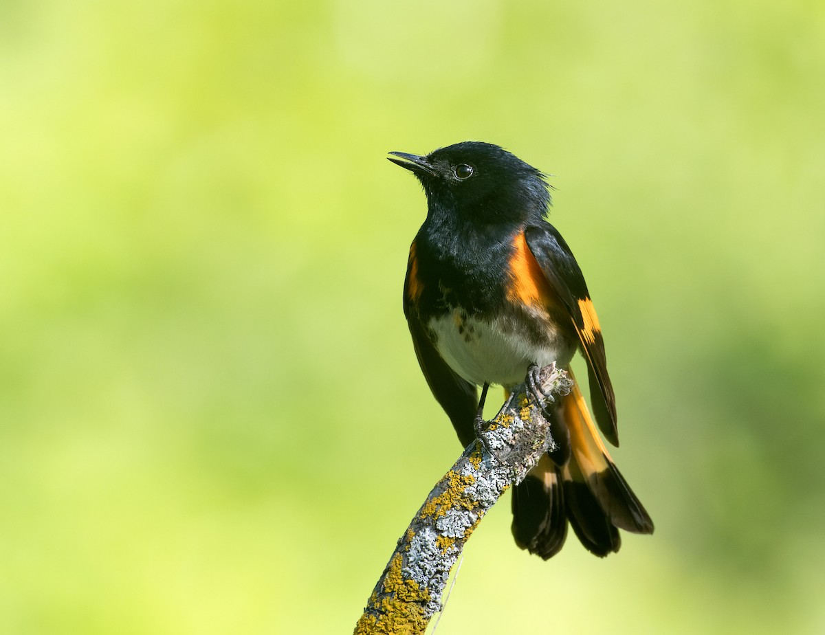 American Redstart - ML620201456