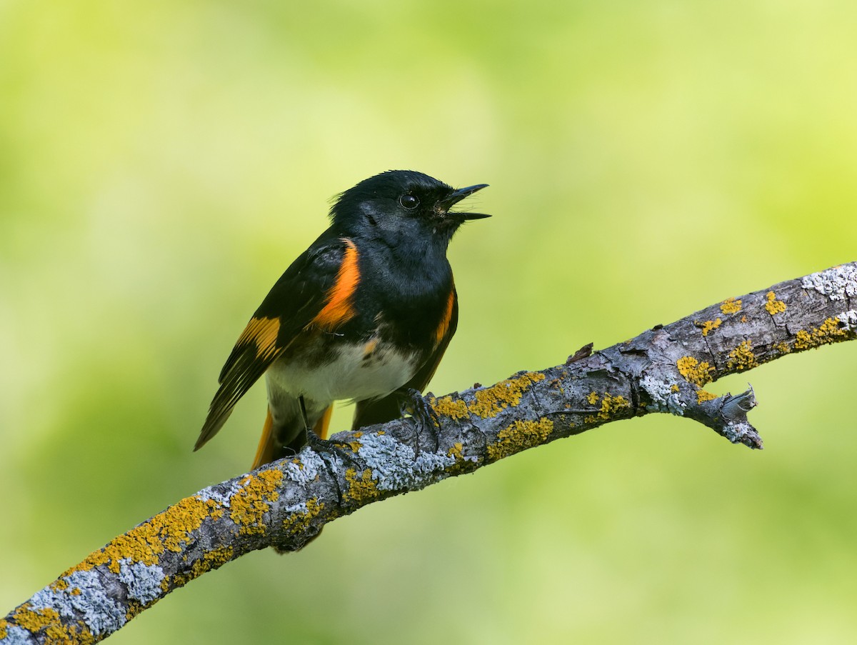 American Redstart - ML620201457