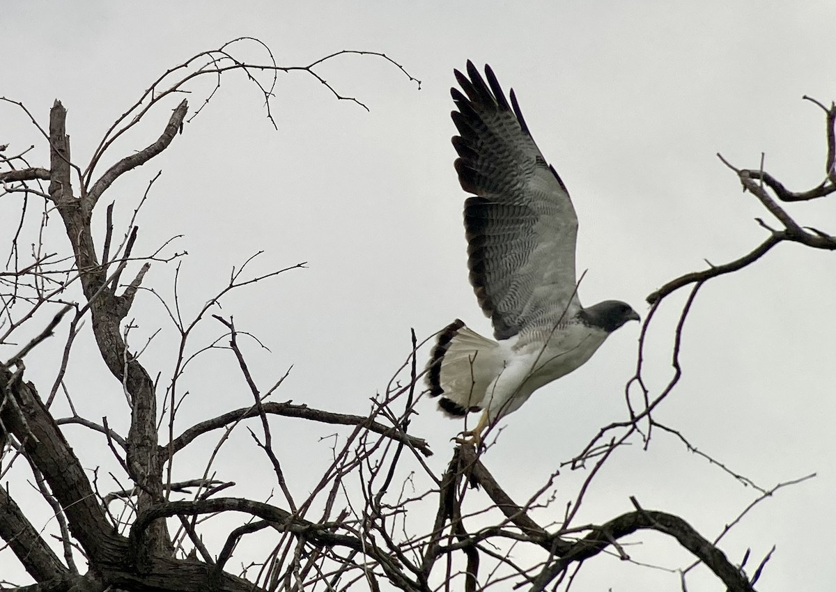 White-tailed Hawk - ML620201459