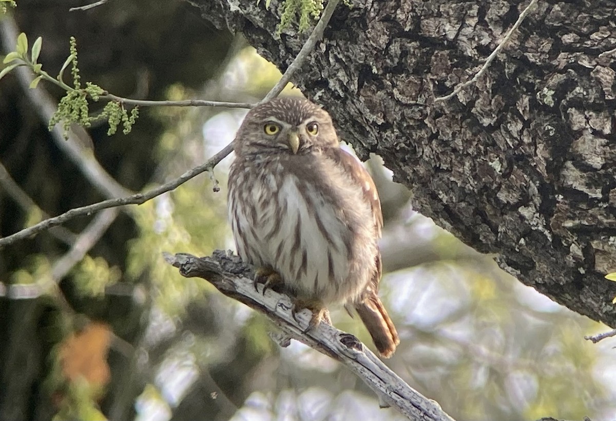 Ferruginous Pygmy-Owl - ML620201462