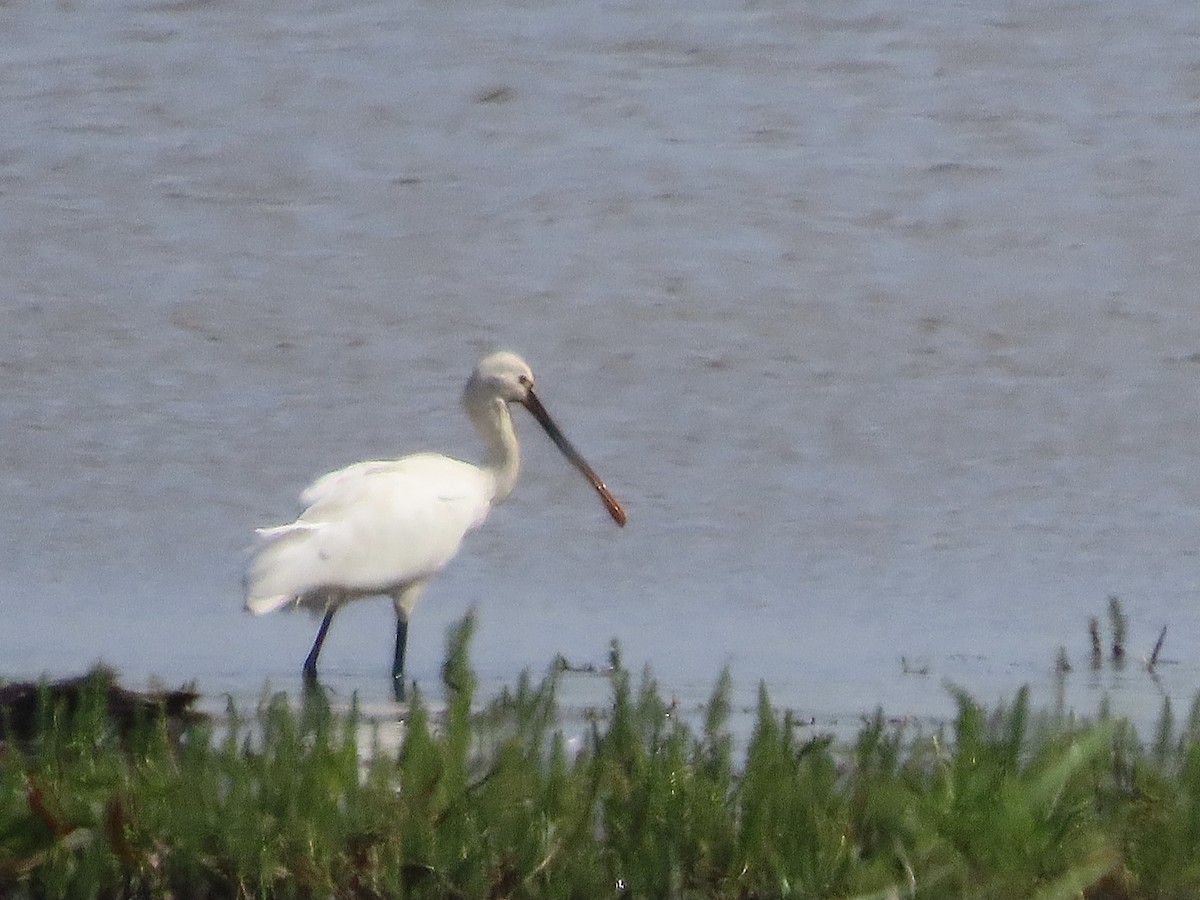 Eurasian Spoonbill - ML620201464