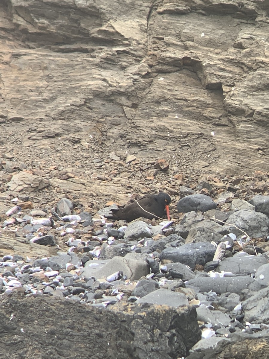 Black Oystercatcher - ML620201468