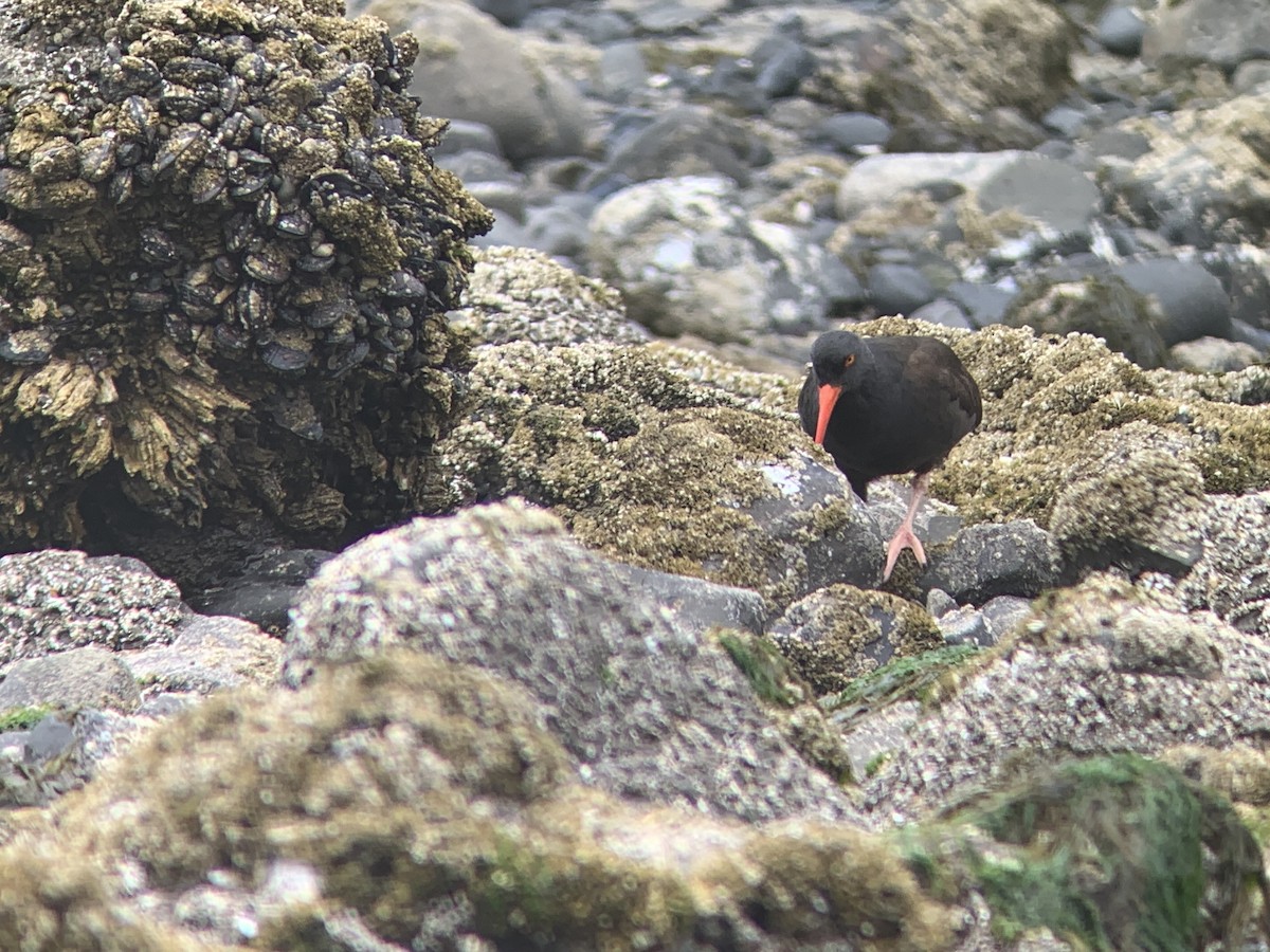 Black Oystercatcher - ML620201470