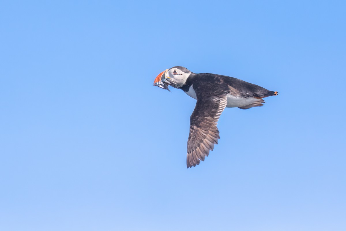 Atlantic Puffin - ML620201476