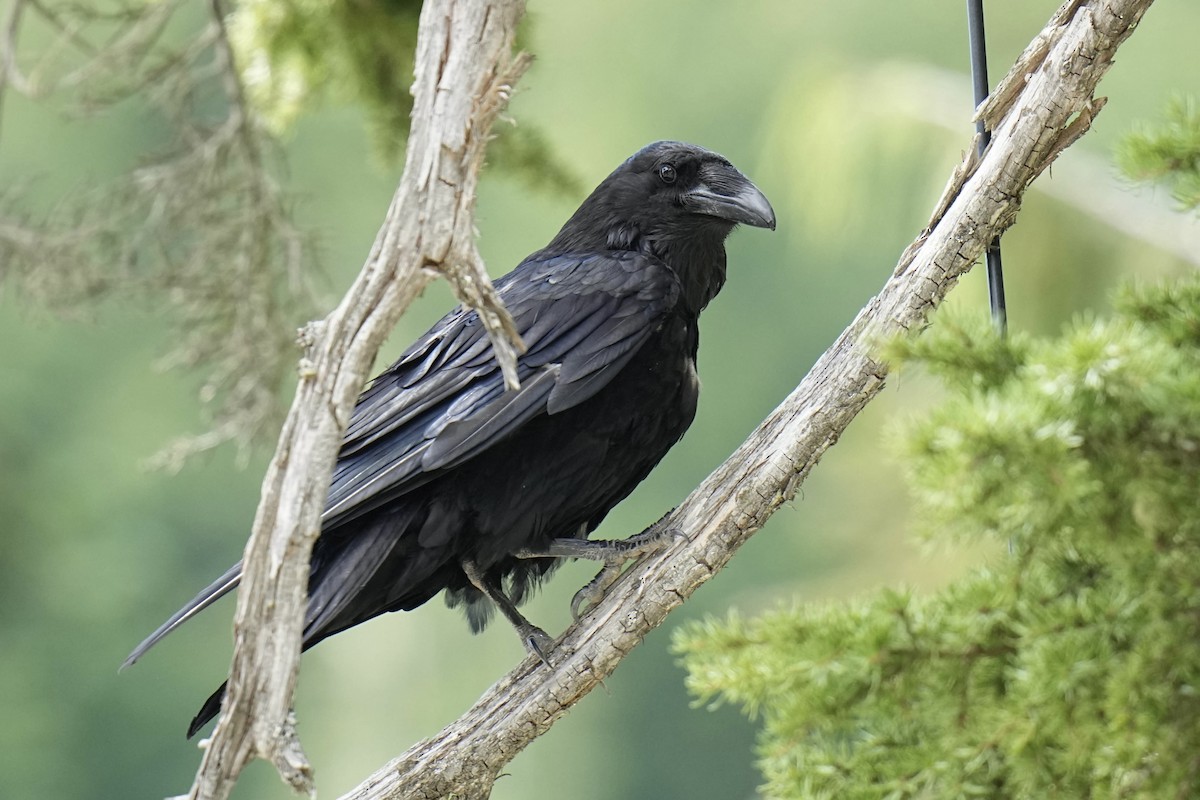 Common Raven - ML620201482