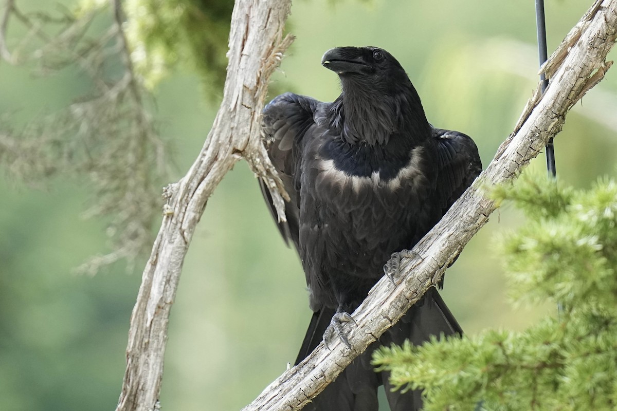 Common Raven - ML620201483