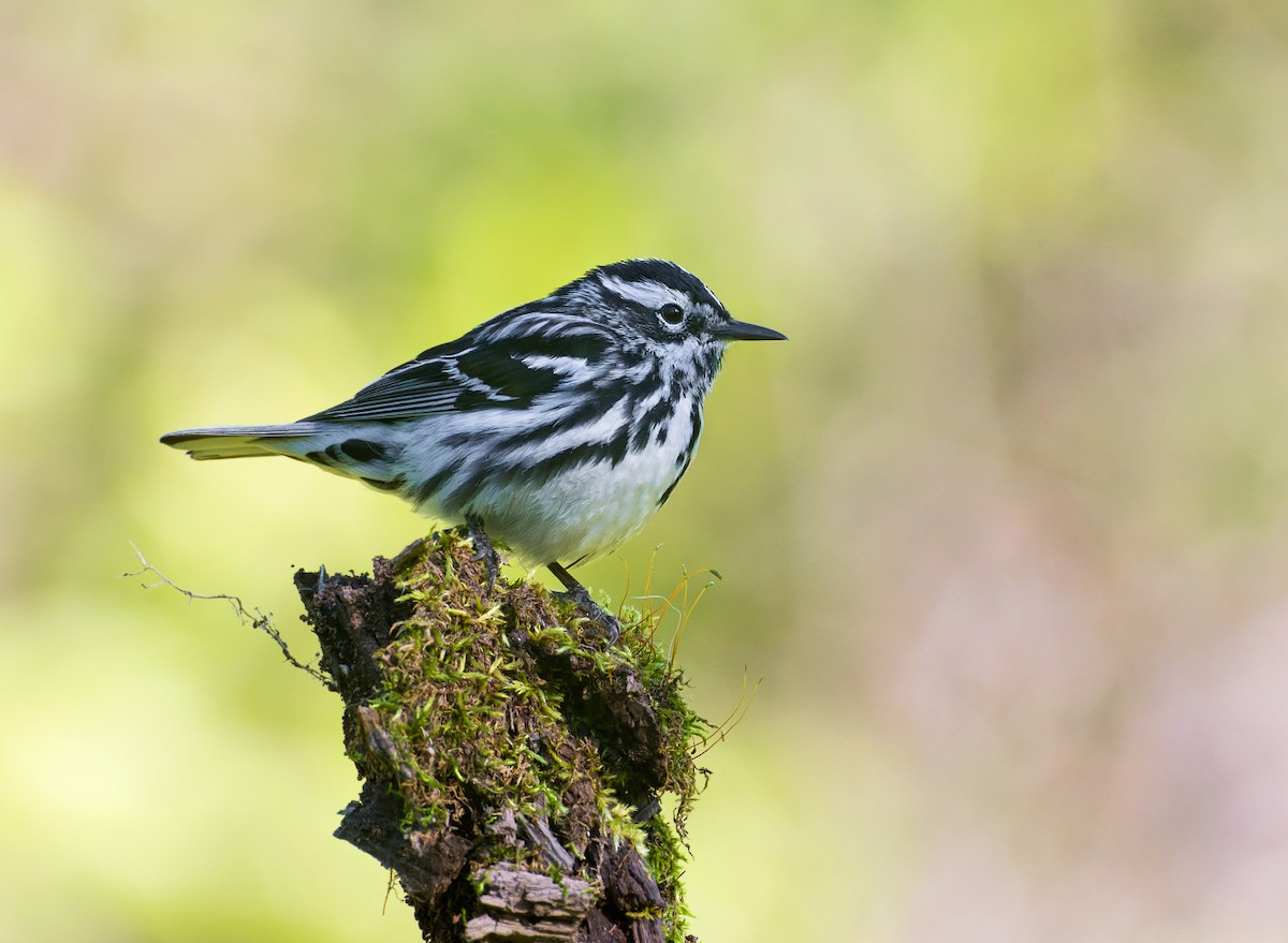 Black-and-white Warbler - ML620201486