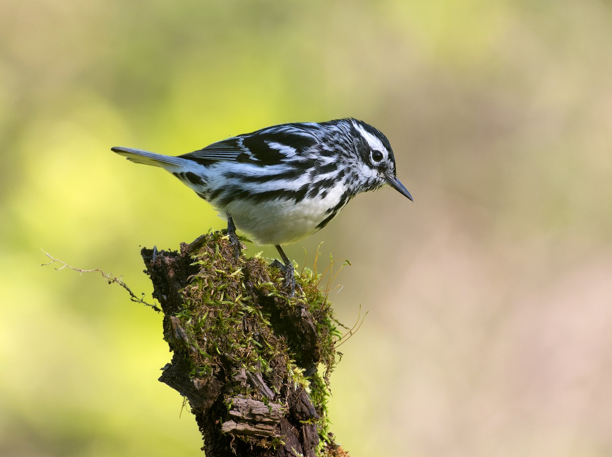 Black-and-white Warbler - ML620201487