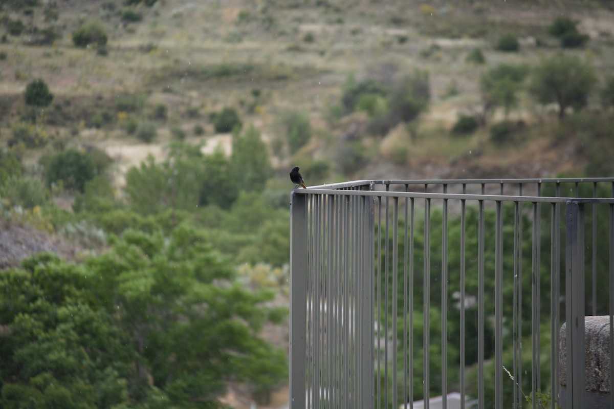 חכלילית סלעים - ML620201489