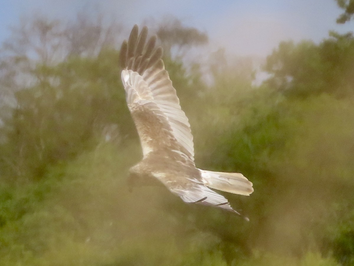 Western Marsh Harrier - ML620201493