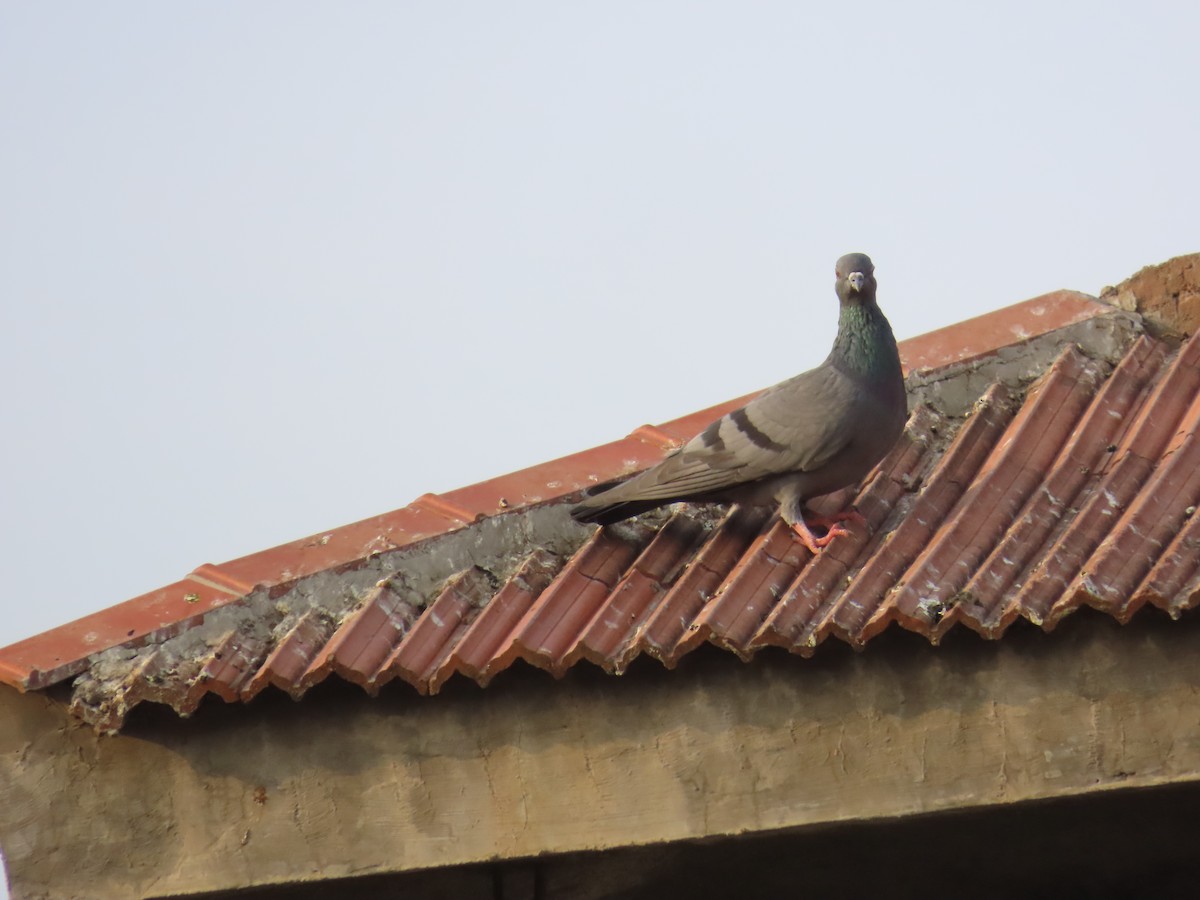 Rock Pigeon (Feral Pigeon) - ML620201497