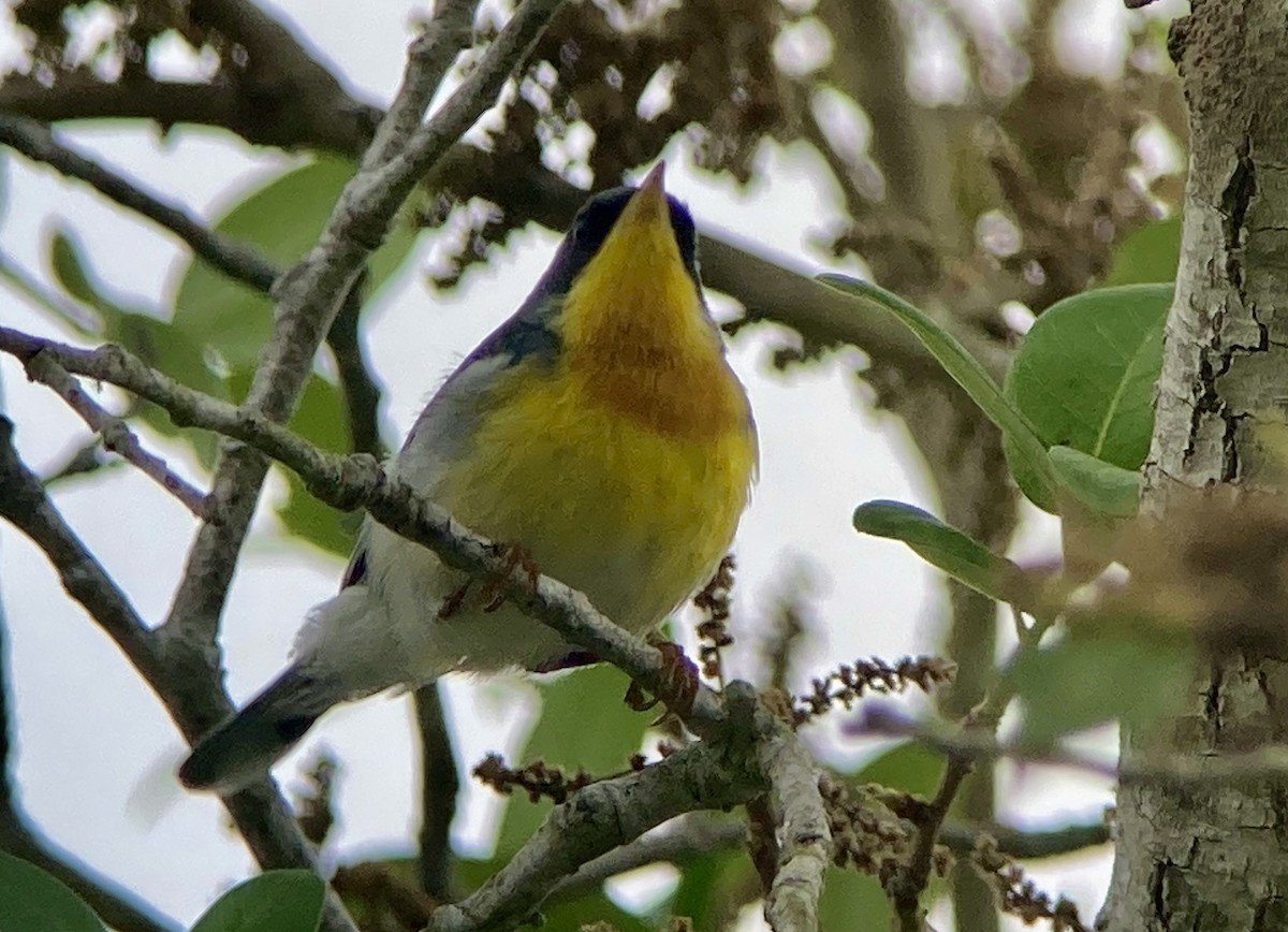 Parula Pitiayumí - ML620201499