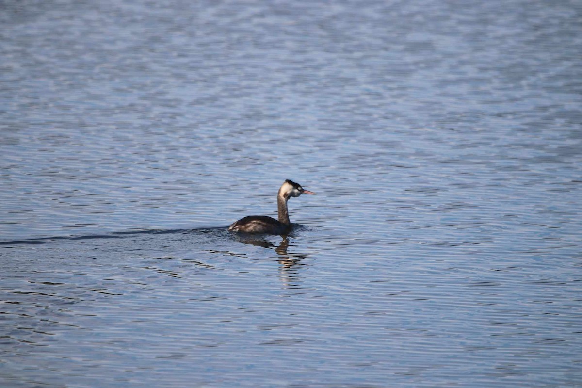 Great Crested Grebe - ML620201504