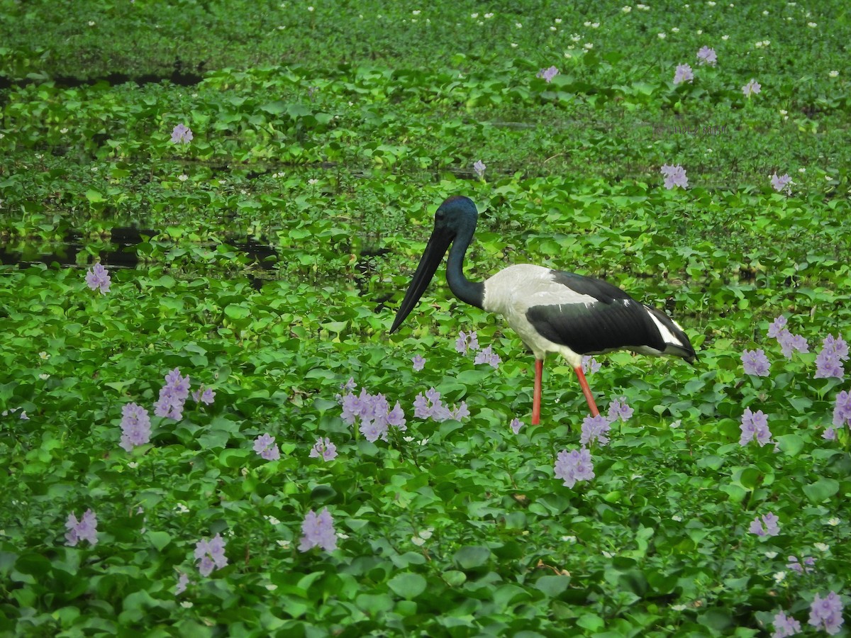 Black-necked Stork - ML620201517