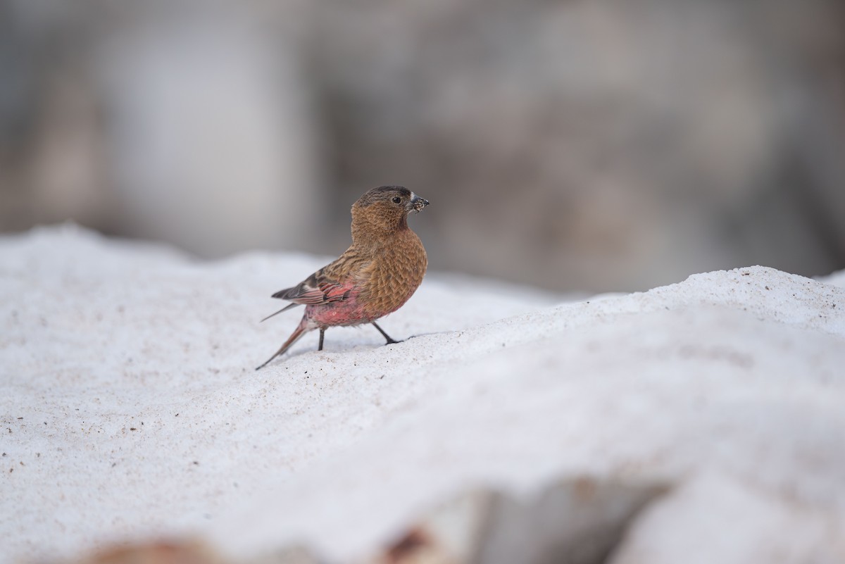 Brown-capped Rosy-Finch - ML620201518