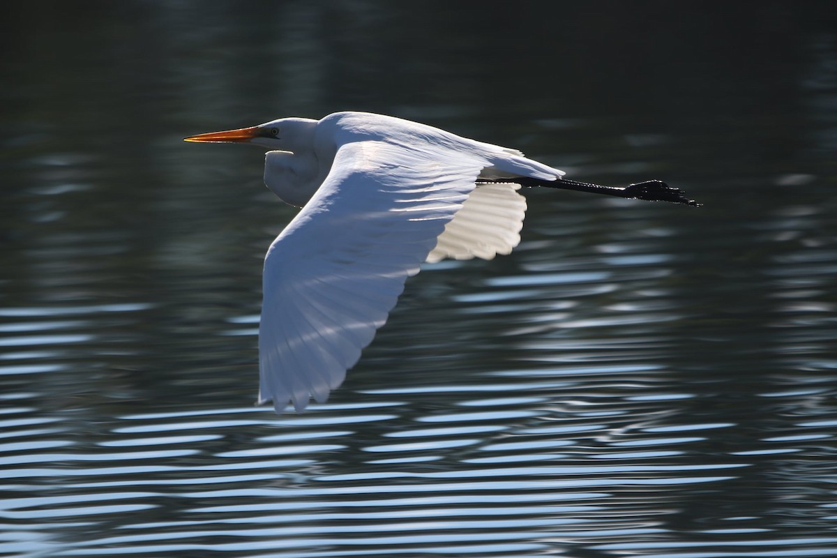 Цасч дэглий - ML620201520