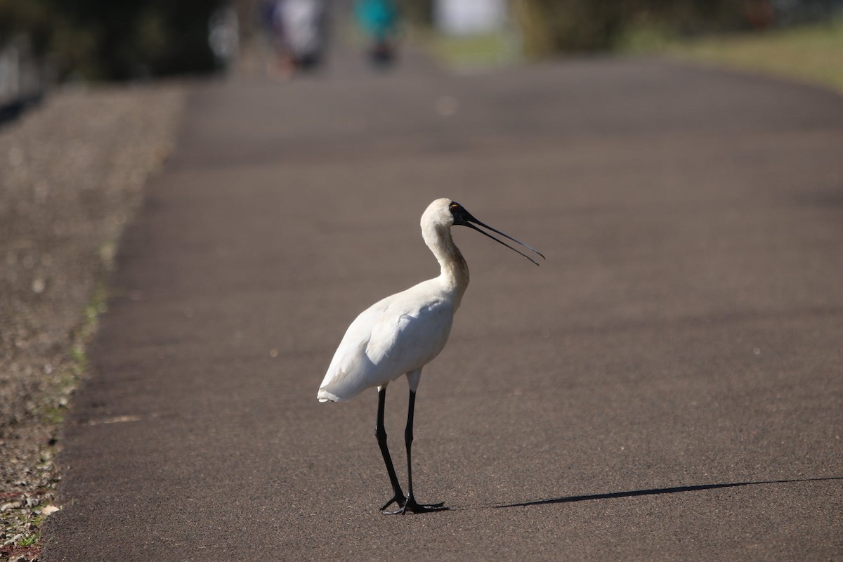 Royal Spoonbill - ML620201523