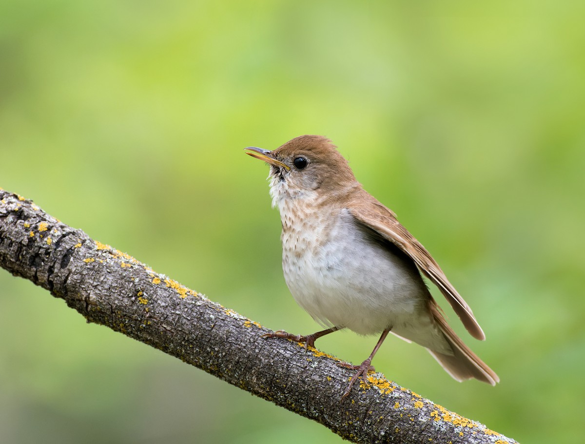 Veery - ML620201525