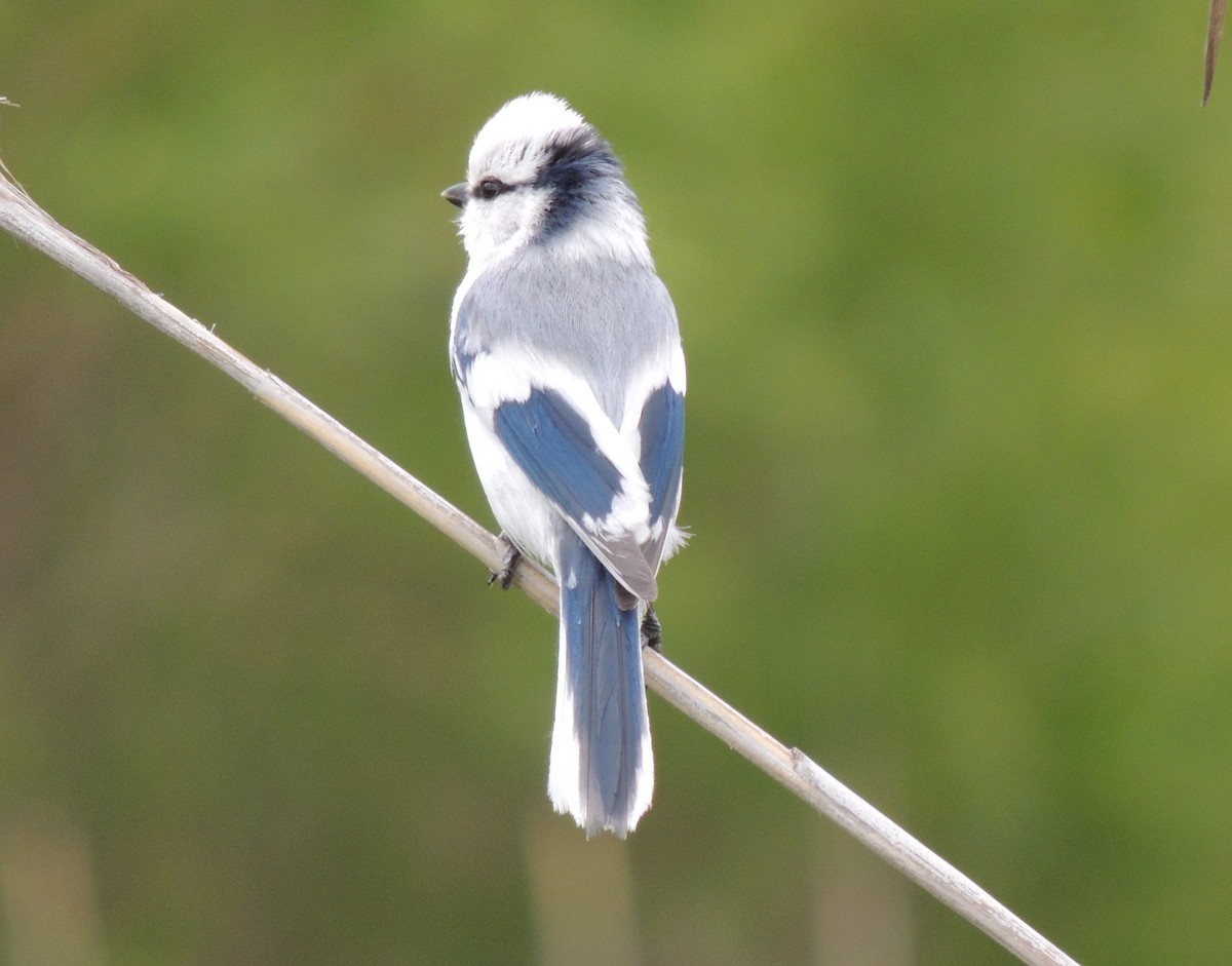 Azure Tit - ML620201530