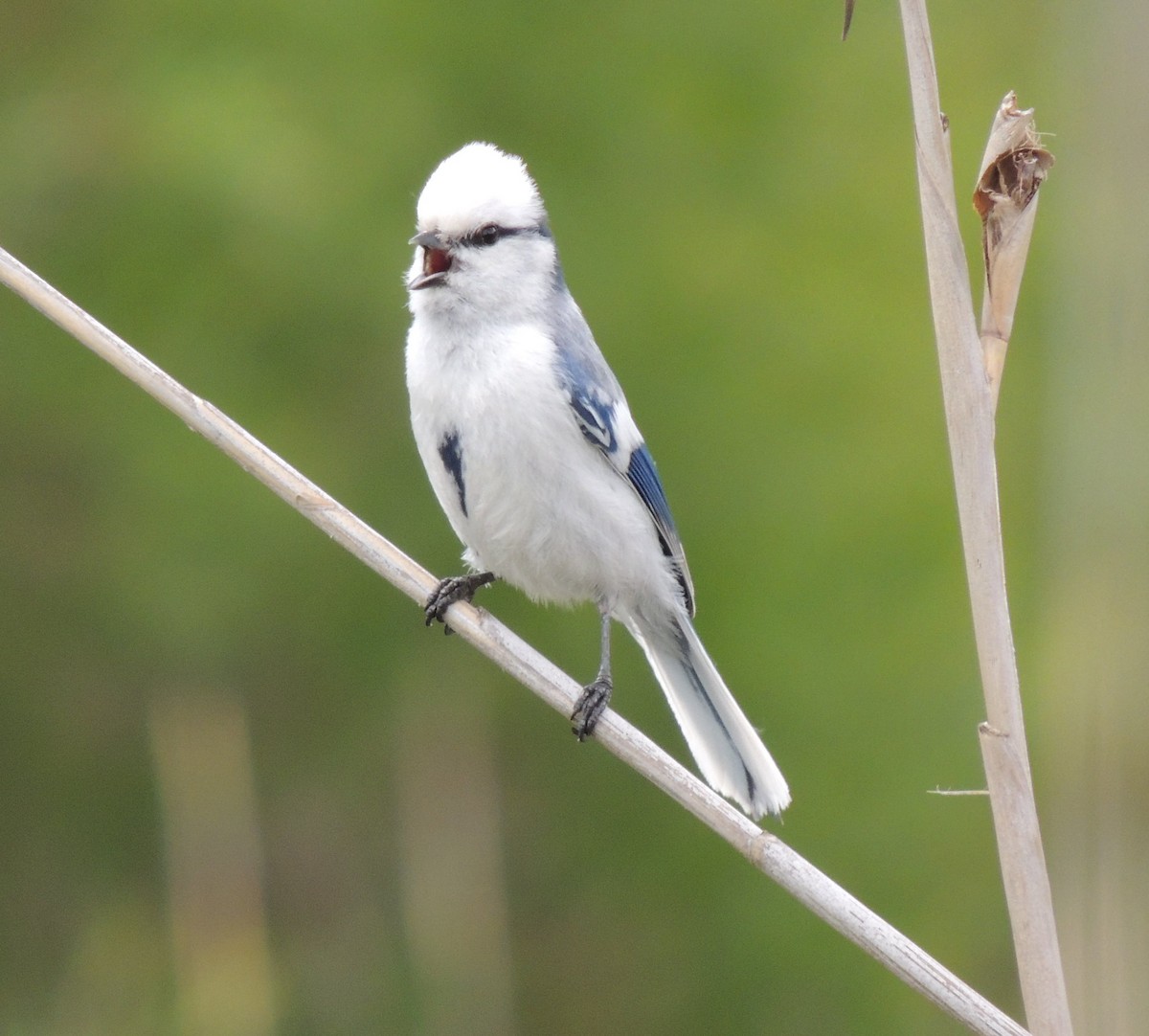 Azure Tit - ML620201531