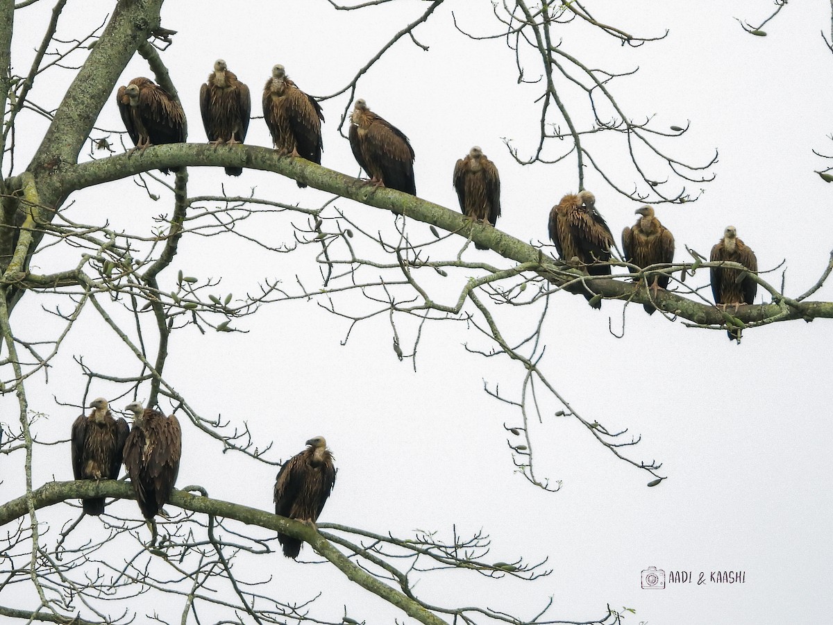 Himalayan Griffon - ML620201537