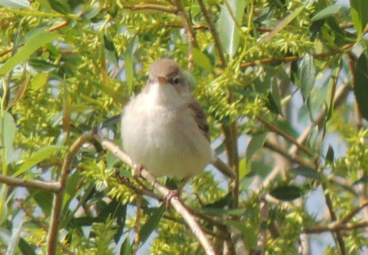 Booted Warbler - ML620201543