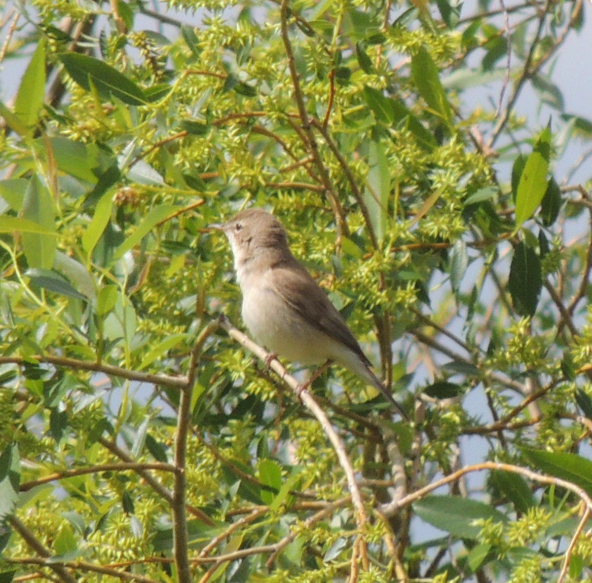 Booted Warbler - ML620201544