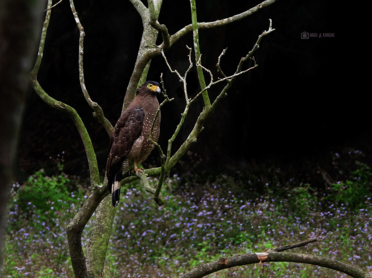 Crested Serpent-Eagle - ML620201545