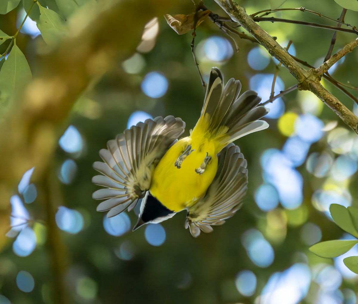 Eastern Shrike-tit - ML620201547