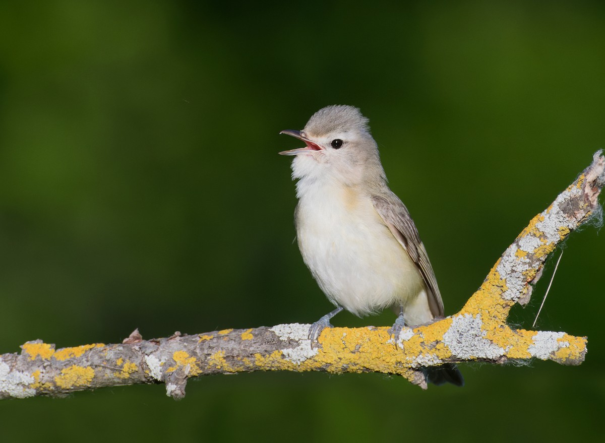 Sängervireo - ML620201553