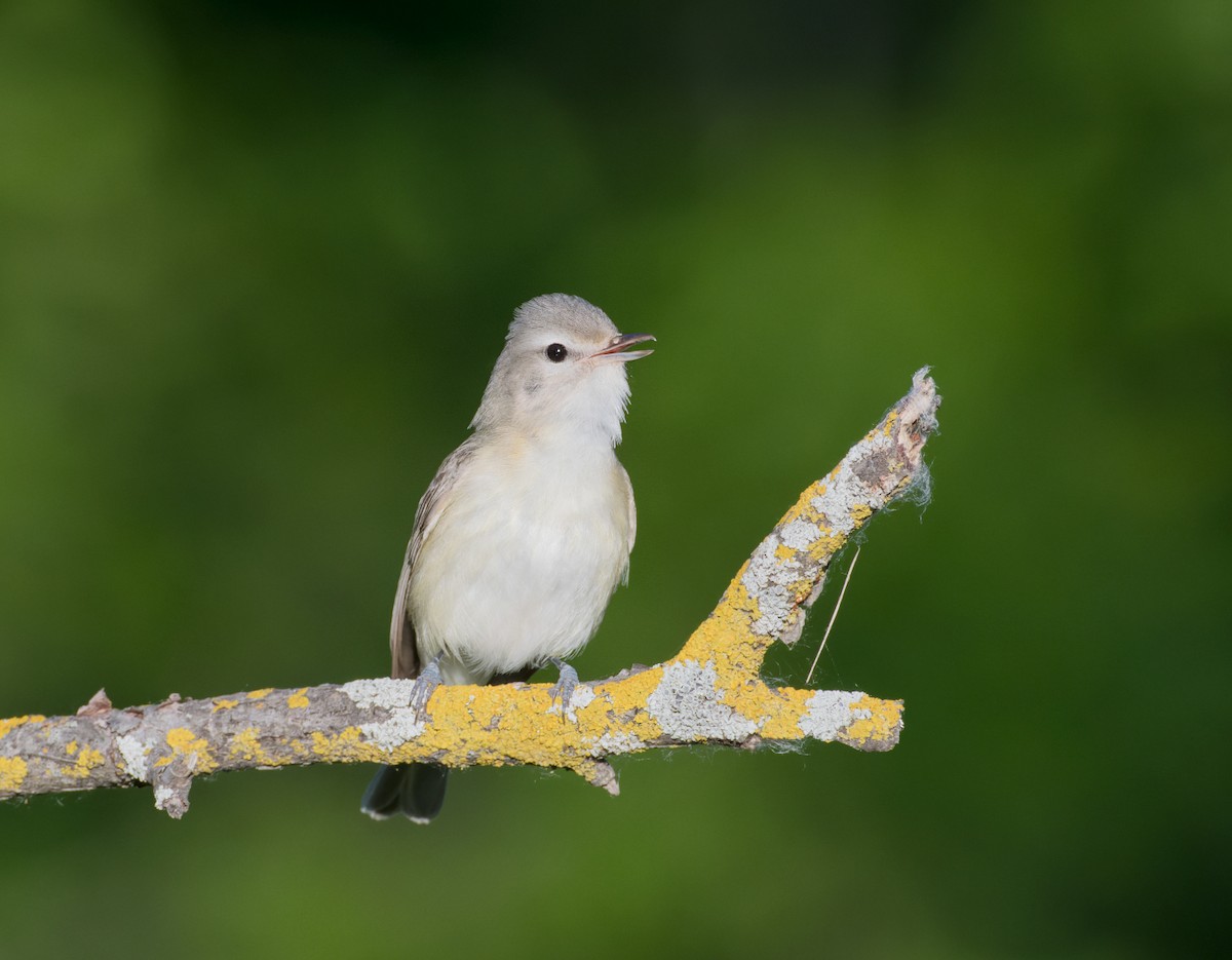 Warbling Vireo - ML620201554