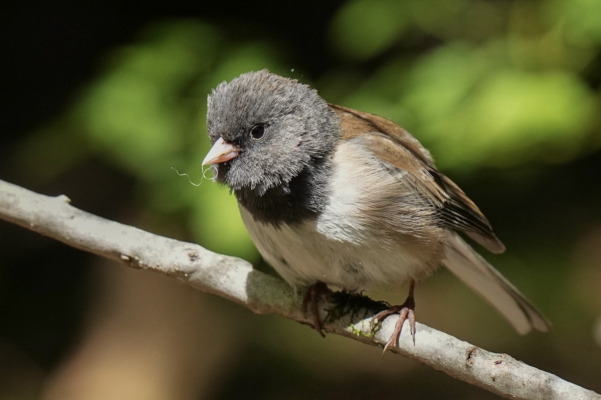 Junco Ojioscuro (grupo oreganus) - ML620201555