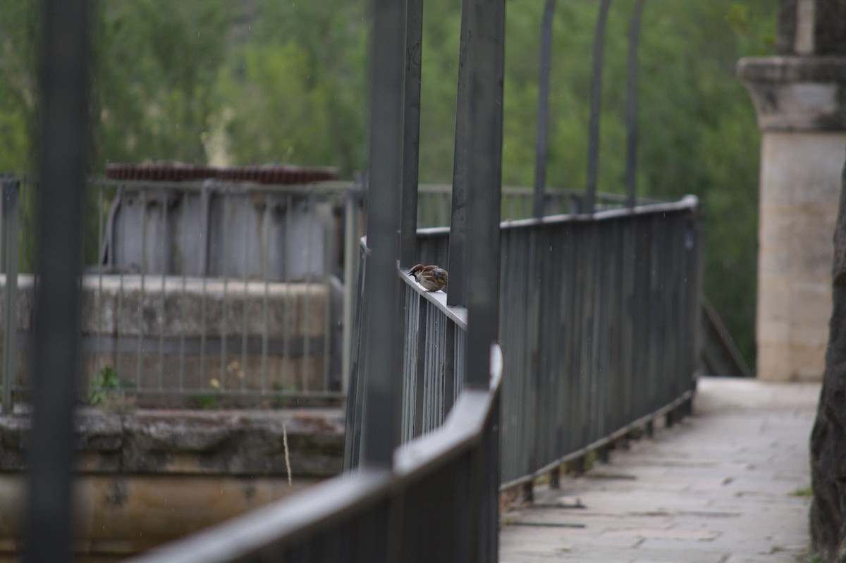 דרור הבית - ML620201556