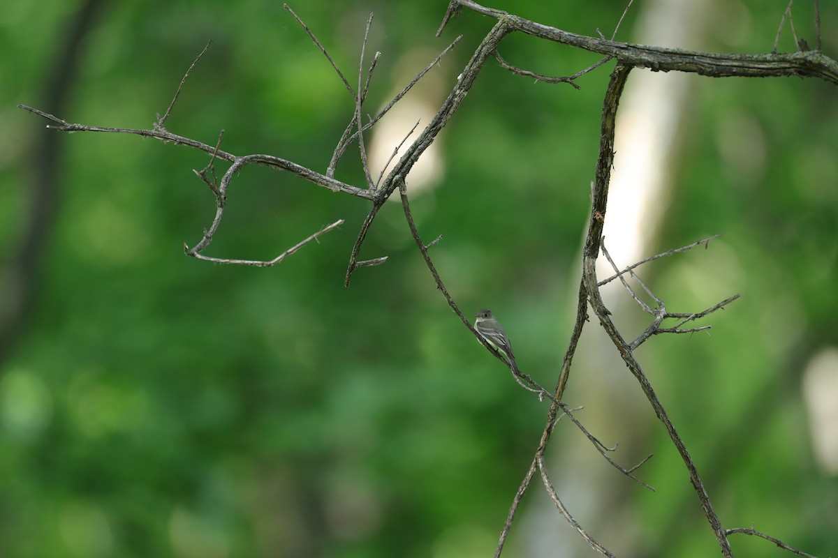 Eastern Wood-Pewee - ML620201577