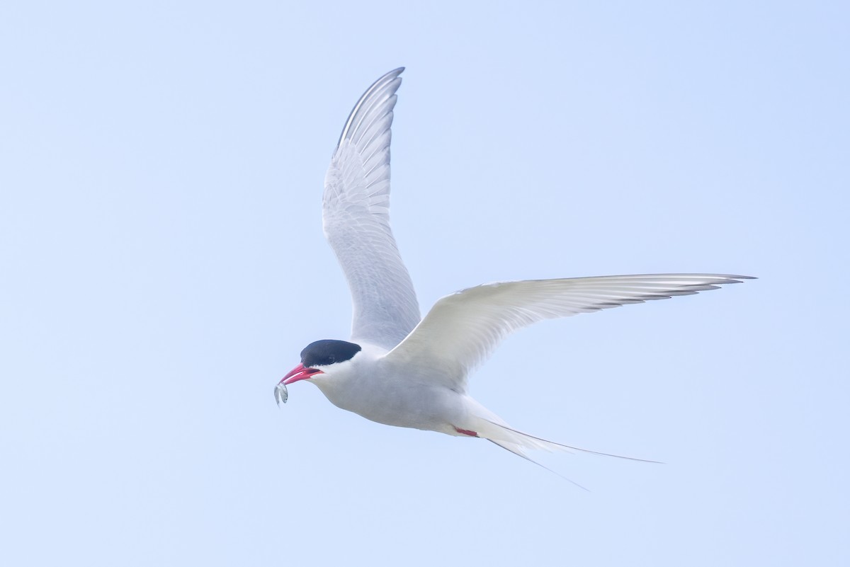 Arctic Tern - ML620201582