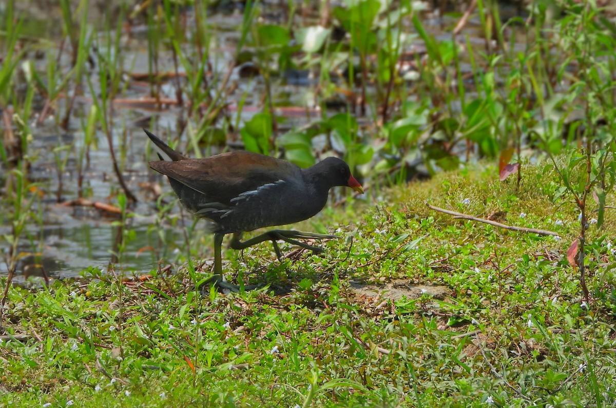 Eurasian Moorhen - ML620201590