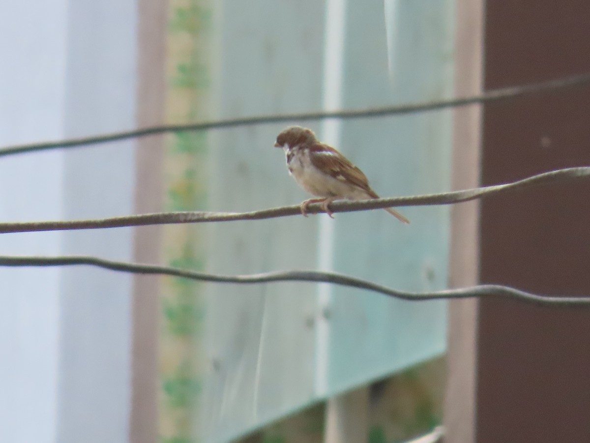 House Sparrow - ML620201591