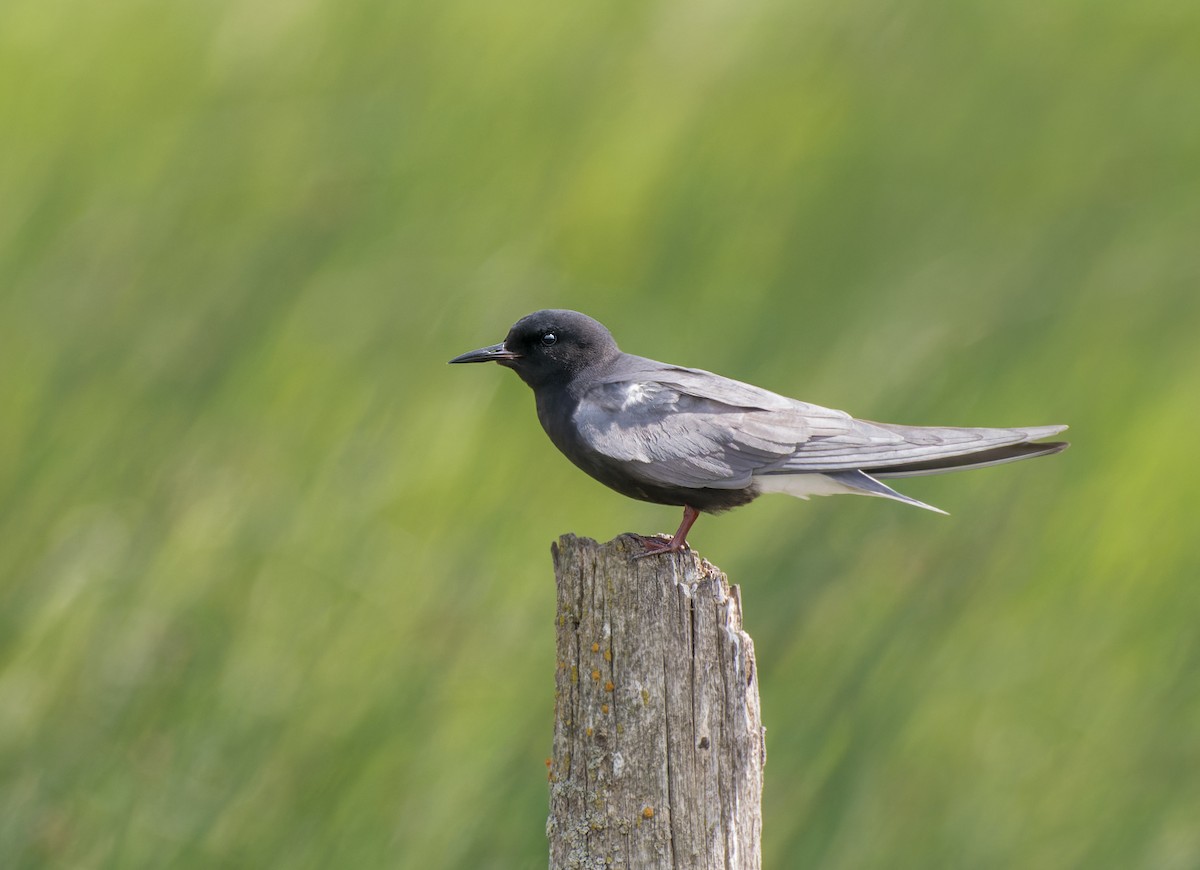 Black Tern - ML620201595