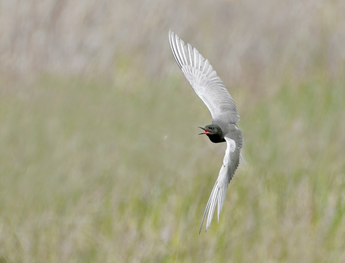 Black Tern - ML620201596