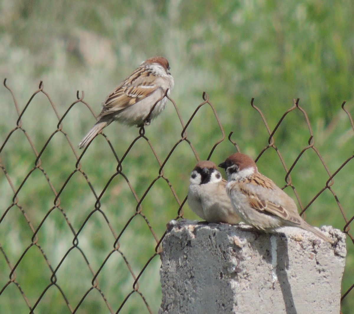 Eurasian Tree Sparrow - ML620201597