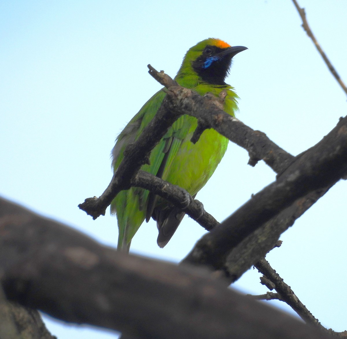 Golden-fronted Leafbird - ML620201600