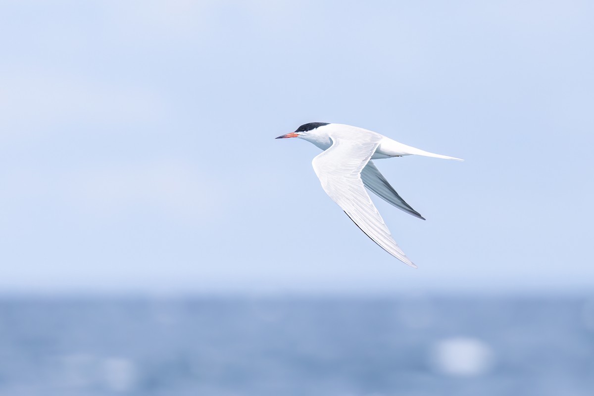 Common Tern - ML620201601