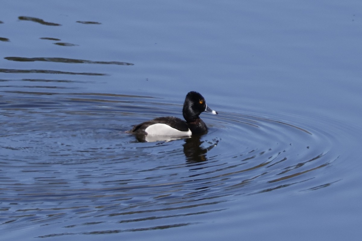 Ring-necked Duck - ML620201609
