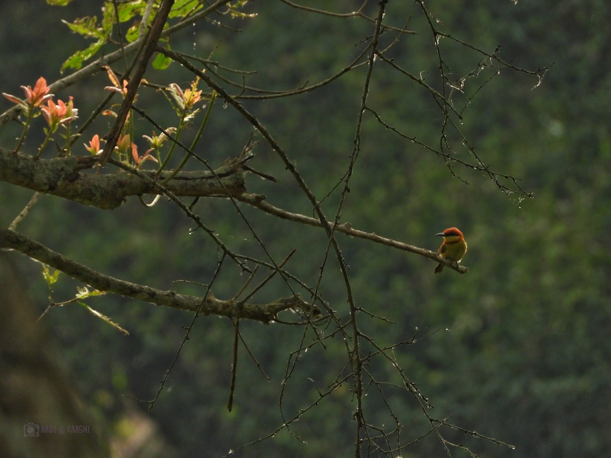 Chestnut-headed Bee-eater - ML620201611