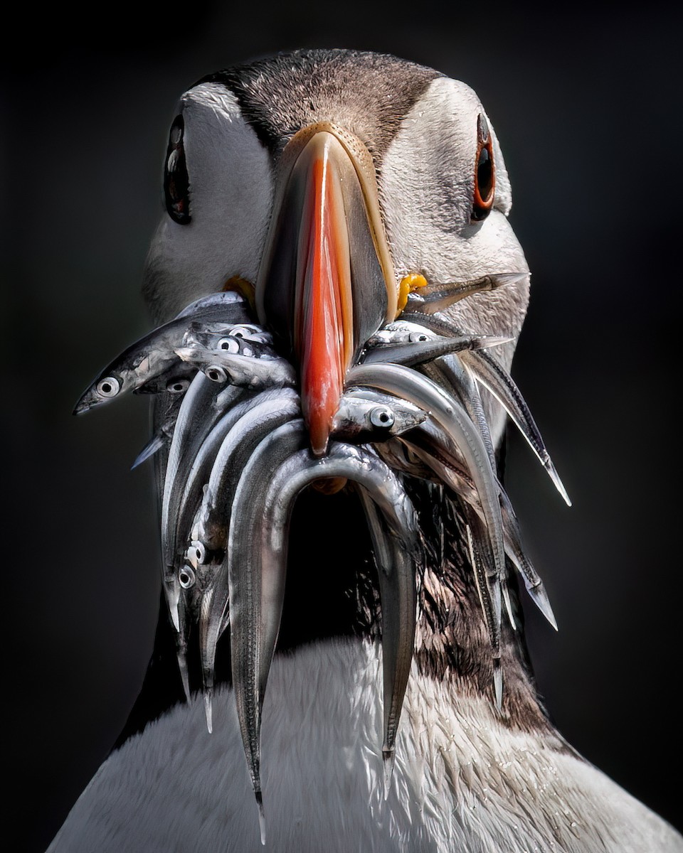 Atlantic Puffin - ML620201613