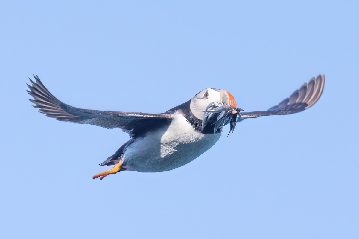 Atlantic Puffin - ML620201615