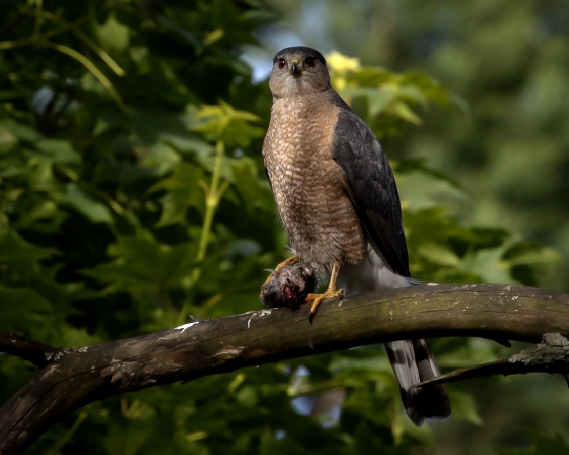 Cooper's Hawk - ML620201630