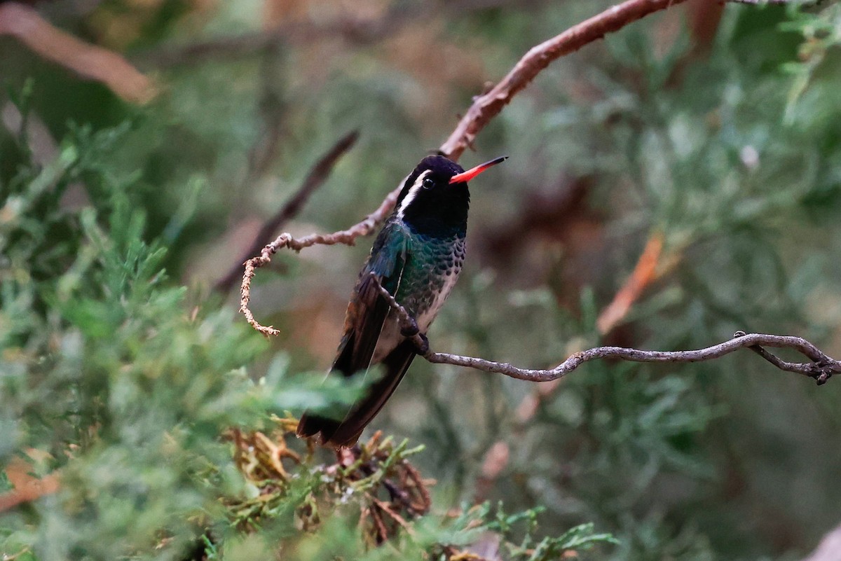 White-eared Hummingbird - ML620201632