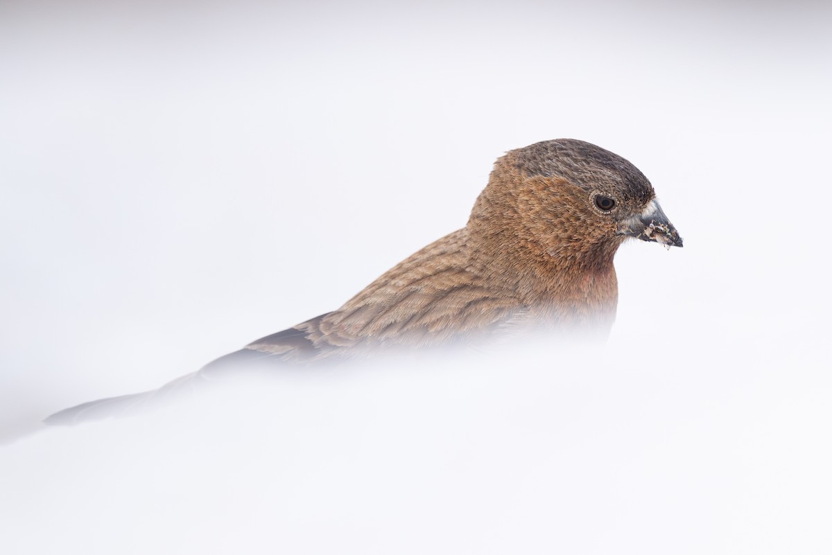 Brown-capped Rosy-Finch - ML620201633